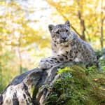 Biglietto d'ingresso al Central Park Zoo