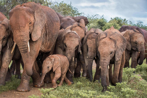 Excursão ao Parque Nacional de Nairobi, Bebê Elefante e Girafa