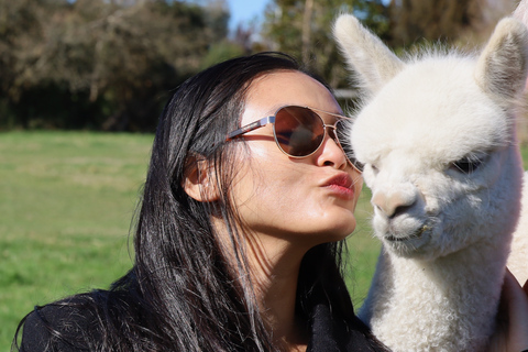 From Christchurch: Alpaca Farm Tour with Feeding and Guide