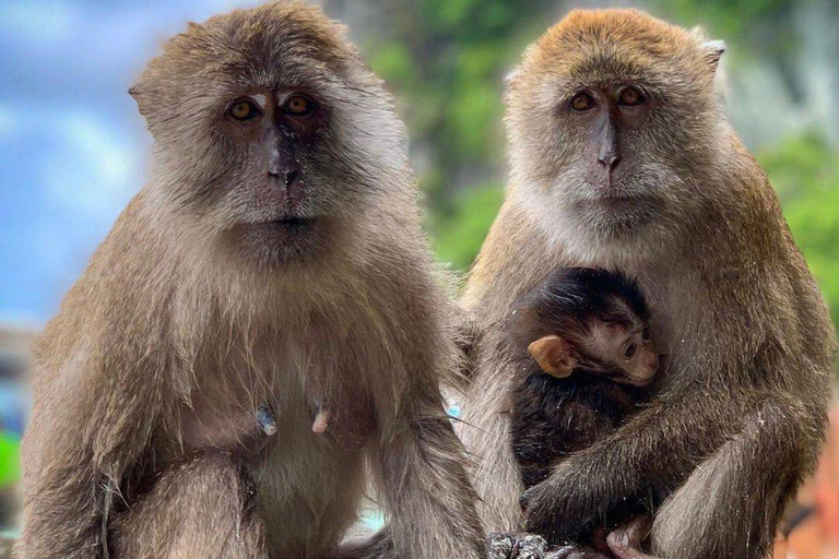 Phuket: James Bond Island Sea Canoeing by Speedboat+ 2 Meals