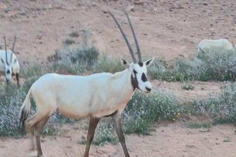 Wadi Rum: Bedouin Culture Tour with Bedouin Guide in desert CAML TOUR 1HOUR