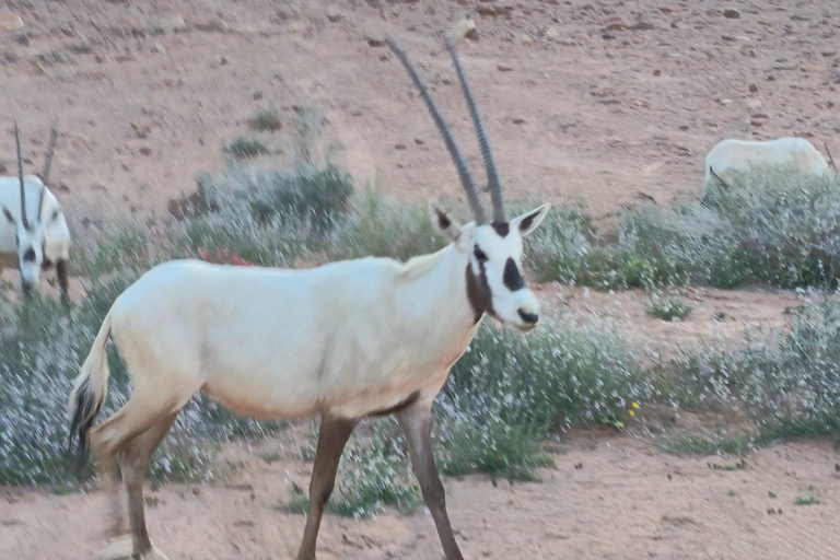 Wadi Rum: Bedouin Culture Tour with Bedouin Guide in desert CAML TOUR 1HOUR