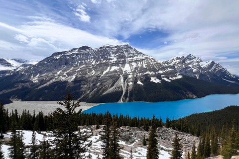 Calgary: Columbia Icefield & Bow Lake & Peyto Lake With Ice Explorer Adventure Ticket (Recommended)