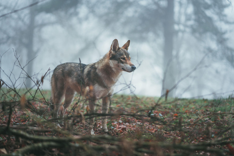 Speuren naar wolven en wilde dieren in Zweden