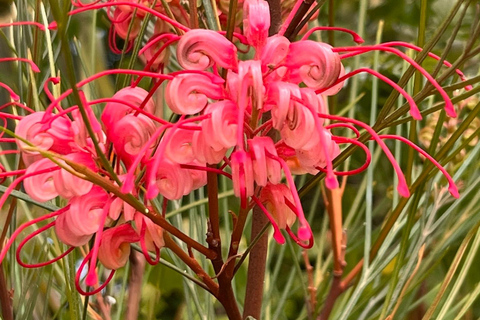 Discover Santa Monica’s Hidden Stairways & Canyon Paths