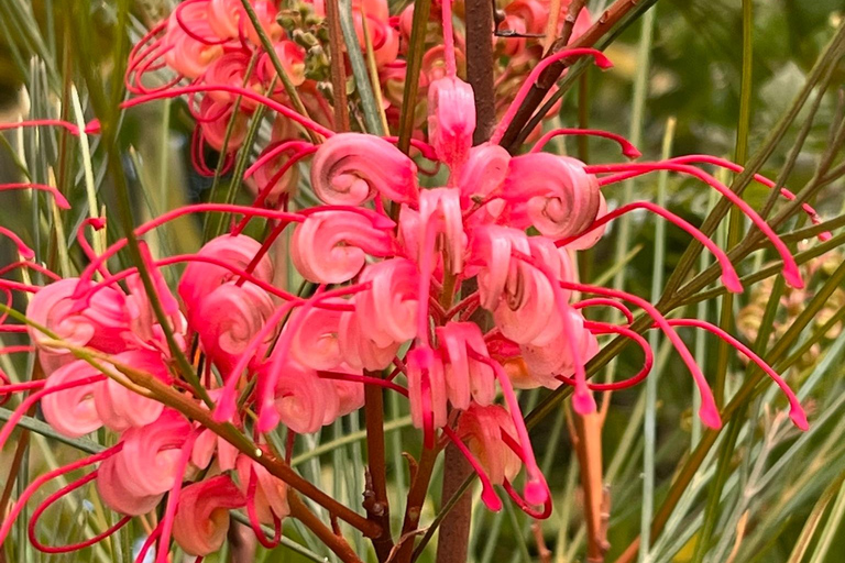 Discover Santa Monica’s Hidden Stairways & Canyon Paths