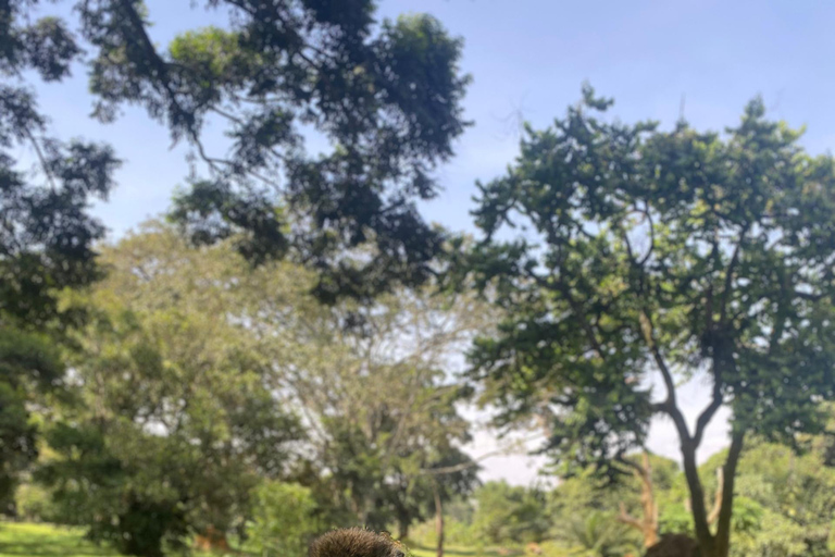 Entebbe: Full Day Tour – Nature, Wildlife & Boat Cruise