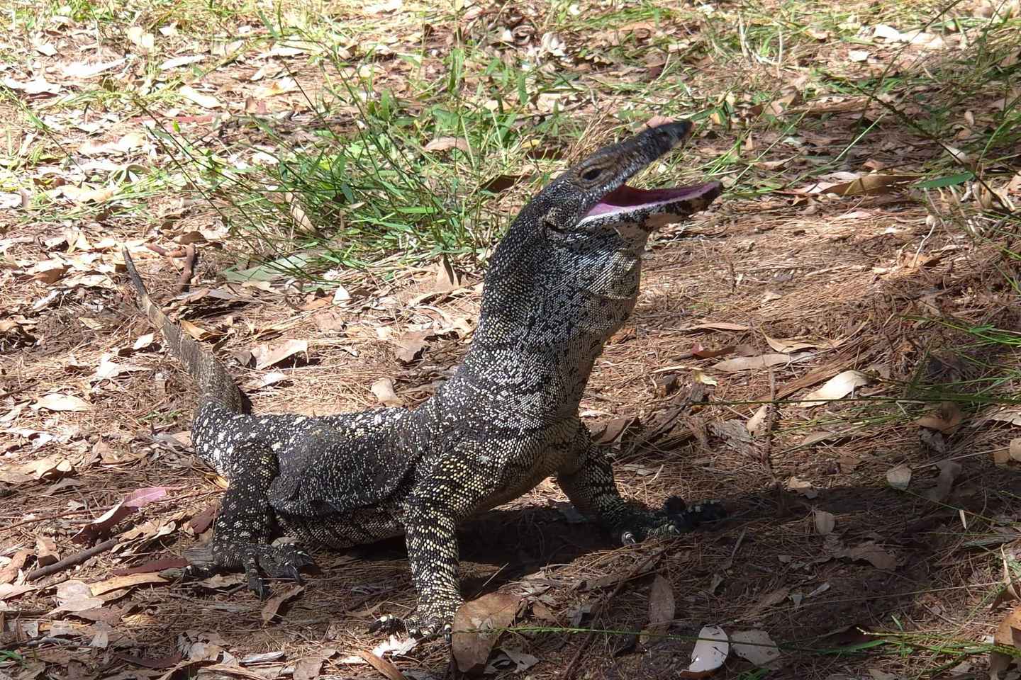 Gold Coast: Private Rainforest Tour with Zoologist - Gold Coast: Private Rainforest Tour with Zoologist