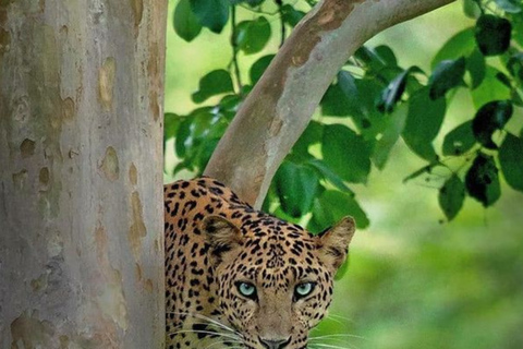 From Bentota: All Inclusive Yala National Park Jeep Safari Mirissa/Weligama/Matara/Tangalle: Yala Leopard Safari