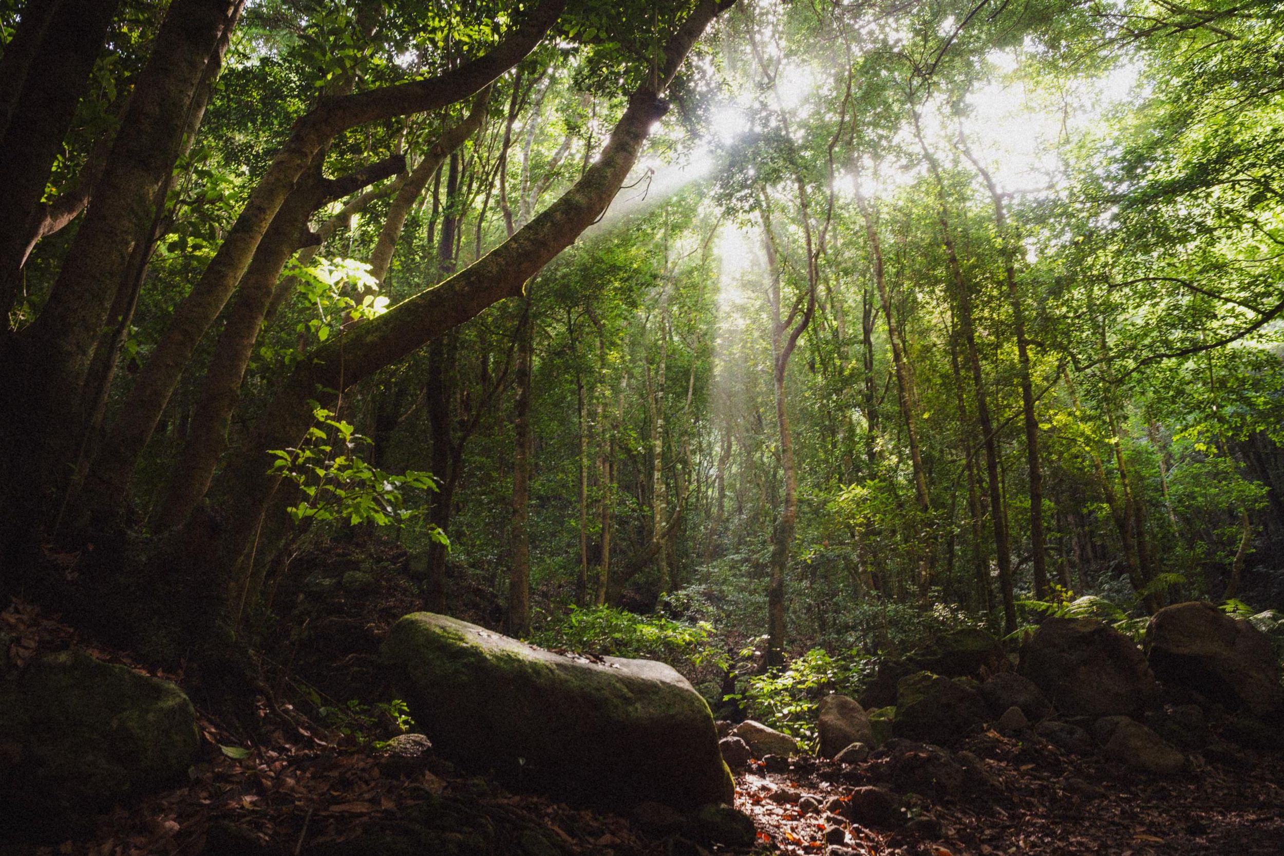 La Palma: Erkunden Sie den Lorbeerwald, den zauberhaften Wald der Insel