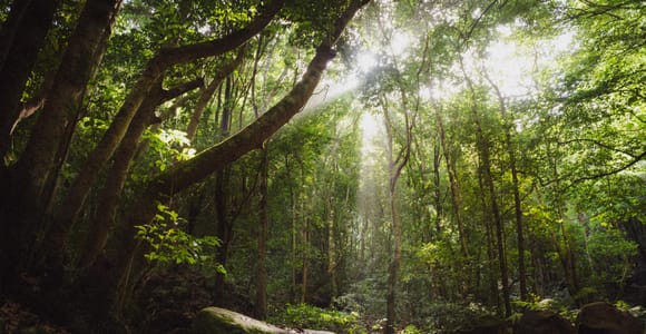 La Palma: Explore the laurisilva, the island&#39;s magical forest