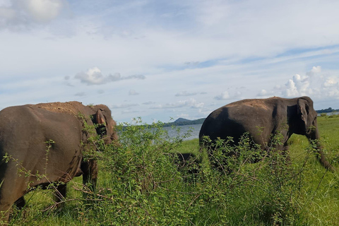 Experimenta a vida selvagem no Minneriya National Park Safari