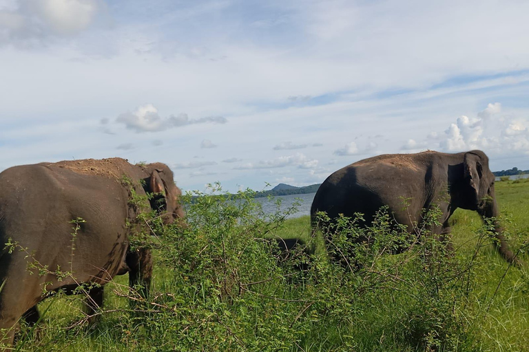 Upplevelse av vilda djur i Minneriya National Park Safari