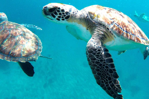 Poznaj żółwie: wycieczka z przewodnikiem po nurkowaniu w São PedroPoznajcie żółwie: wycieczka z przewodnikiem z nurkowaniem w São Pedro