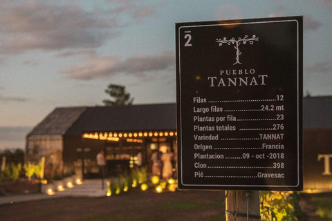 From Colonia: Pueblo Tannat Winery Experience Wine & Cheese Tasting