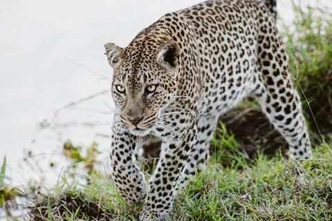 Nairobi to the Mara: 3-Day Private Romantic Safari Escape Nairobi: 3-Day Maasai Mara Private Safari for Couples