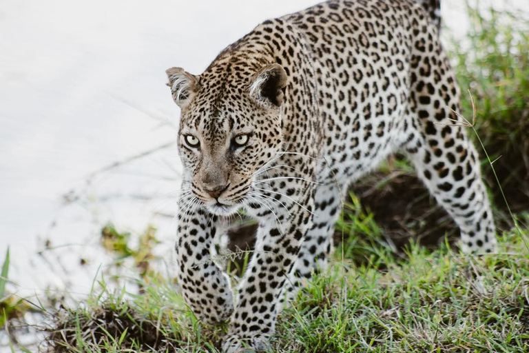 Nairobi to the Mara: 3-Day Private Romantic Safari Escape Nairobi: 3-Day Maasai Mara Private Safari for Couples