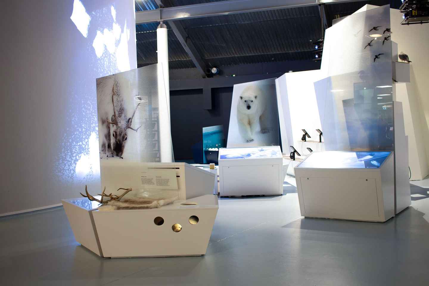 Tromsø: Guided Tour of Polaria