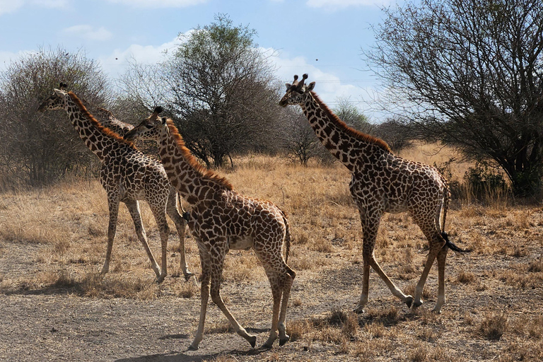 Nairobi National Park, Elephant Orphanage & Giraffe Centre