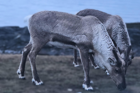 Tromsø: Arctic Fjords Tour. Sommerøya and Kvaløya with Lunch