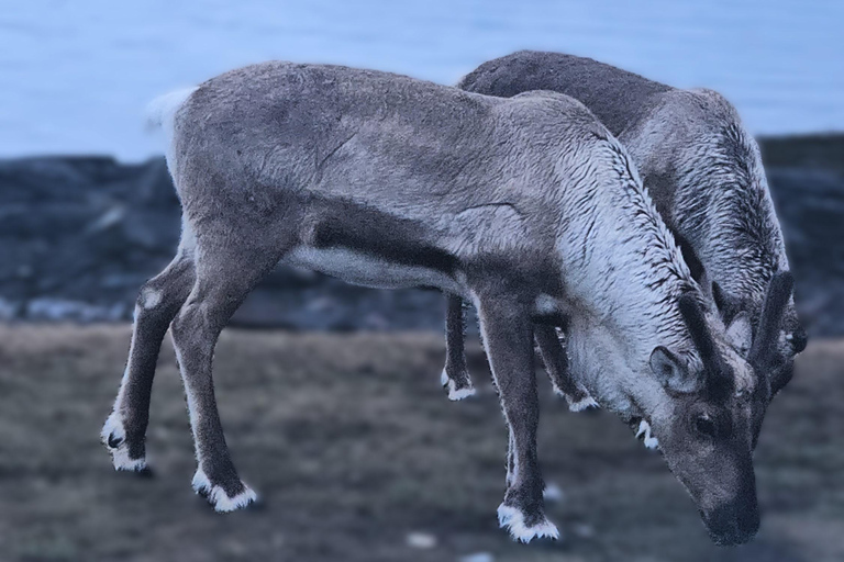 Tromsø: Arctic Fjords Tour. Sommerøya and Kvaløya with Lunch