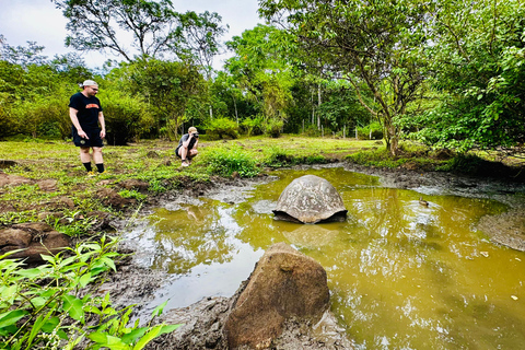 The Galapagos Giant Tortoise Experience | Iconic Shared Tour The Galapagos Iconic Giant Tortoise Experience | Shared