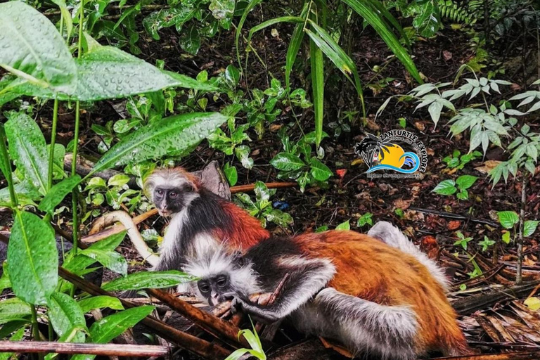 Zanzibar: Jozani Forest & Salaam Cave Sea Turtles Swim Tour Option Without Hotel Transfers