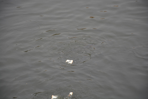 Jaipur: Amber Fort, Stadtpalast und Hawa Mahal Tagestour