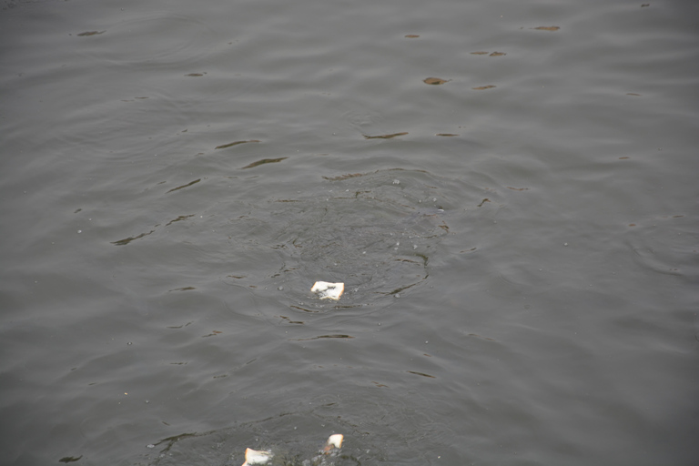 Jaipur: Amber Fort, Stadtpalast und Hawa Mahal Tagestour