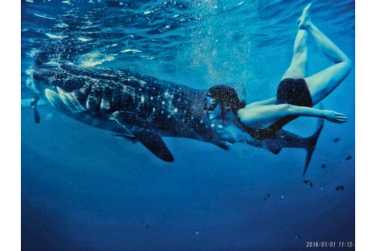 Cebú:Excursión en grupo con tiburón ballena, cascada y carrera de sardinas+Comida