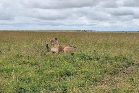 Viaggio di un giorno da Nairobi a Maasai Mara - AWNairobi: Escursione di un giorno nella Riserva Nazionale di Maasai Mara - Privato