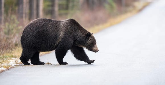 Morning Wildlife Viewing Tour - Banff