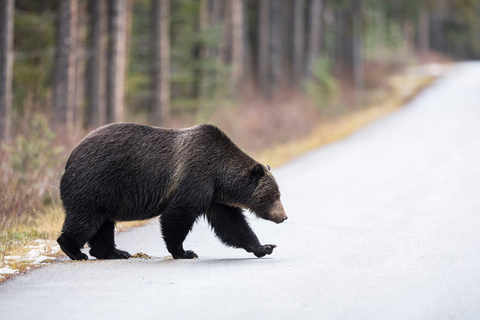 Morning Wildlife Viewing Tour - Banff/Canmore Pick-up Morning Wildlife Viewing Tour - Banff/Canmore Pick-up