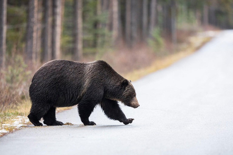 Morning Wildlife Viewing Tour - Banff/Canmore Pick-up Banff Morning Safari Drive