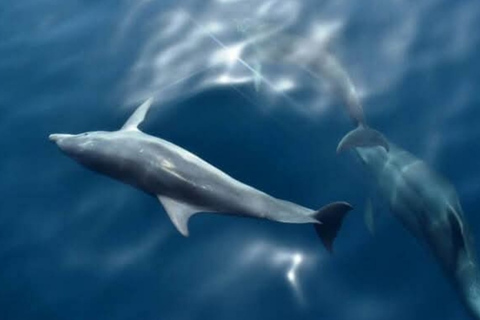 Medulin: 3h Ultra ALL-INCLUSIVE Sunset Dolphin Boat trip 3hours Dolphin Sunset watching with drinks+dinner sandraboat
