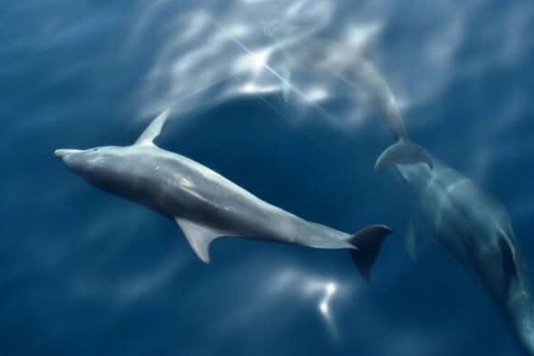 Medulin: 3h Ultra ALL-INCLUSIVE Sunset Dolphin Boat trip 3hours Dolphin Sunset watching with drinks+dinner sandraboat