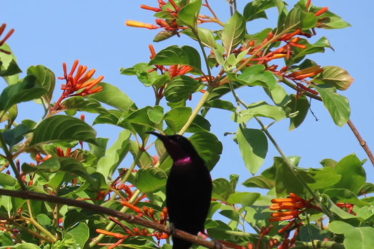 Livingstone: Birding Safari Half-Day or Full-Day Options