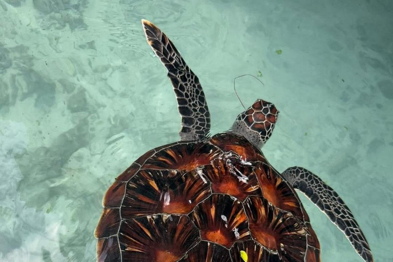 Zanzibar: Jozani forest, Butterfly center & Salaam cave tour Tour with Hotel pick up and drop off included