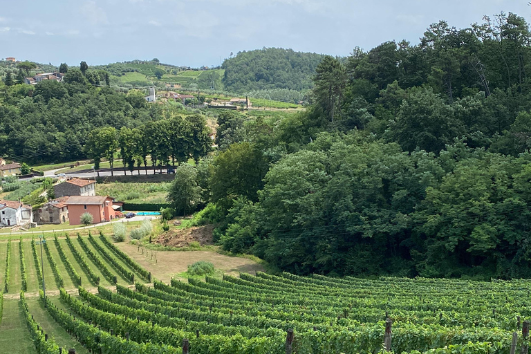 Tasting in a Vineyard with transfer from Pisa