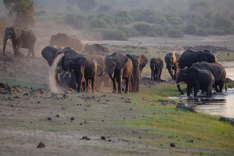 Victoria Falls: Chobe National Park Day Trip with Lunch