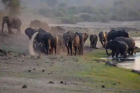 Victoria Falls: Chobe National Park Day Trip with Lunch