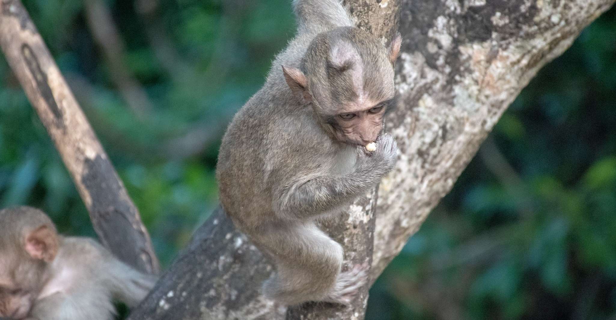 Lagoon Tour to Monkey Island in Negombo - Housity