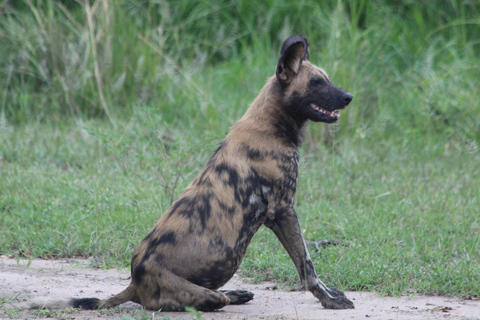 3 DAGEN SAFARI NAAR SELOUS wildreservaat (Flying Safari)DRIE DAGEN SAFARI NAAR SELOUS wildreservaat (Flying Safari)