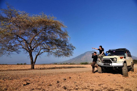 From Banyuwangi: Baluran Wildlife Safari Sunset Tour