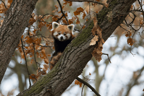 Bilet jednodniowy do zoo w Schwerinie
