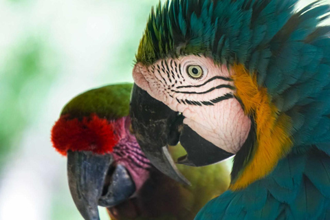 Cartagena National Aviary Private Tour