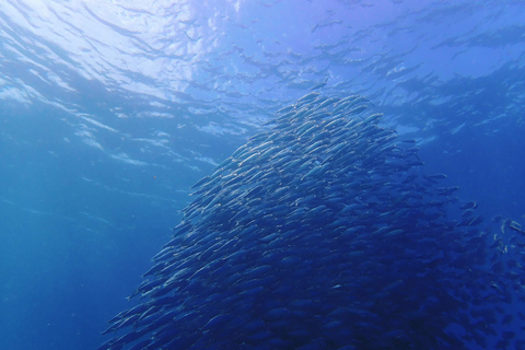 Cebu: 2-Day Private Tour Moalboal and Oslob