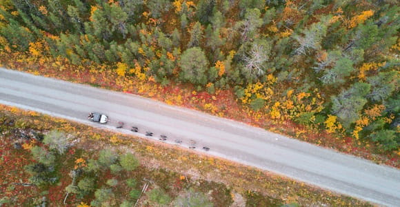 Kiruna: Autumn sleddog training tour