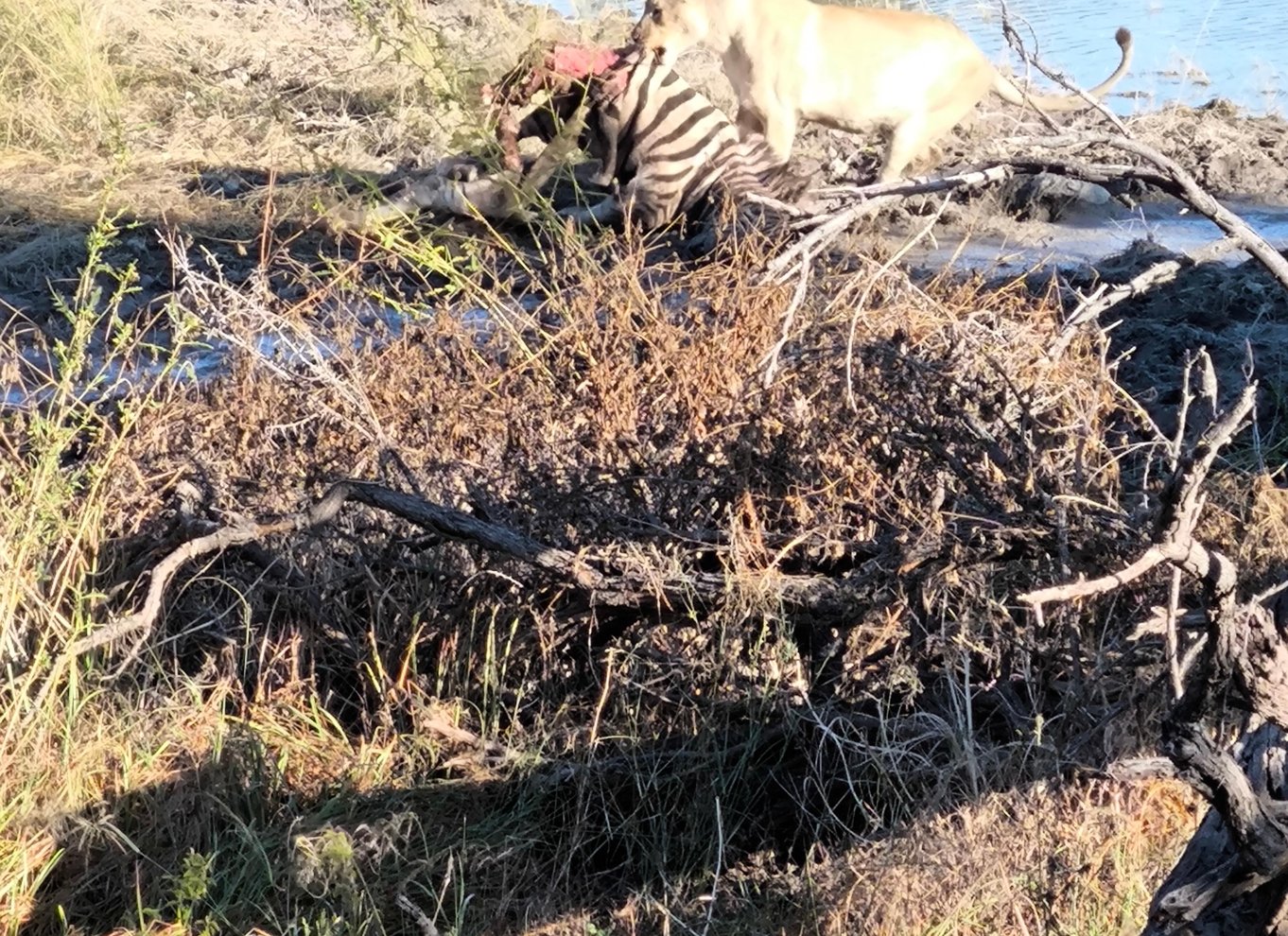 Etosha Nationalpark: Heldags eller halvdags game drive
