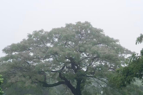 Jeju: Camellia Hill Admission & Seasonal Photo Guide